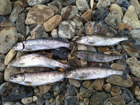 甘くない渓流管釣り